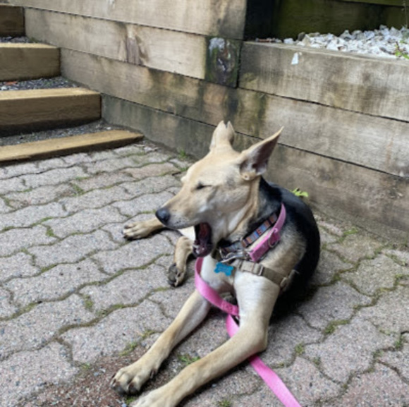 Meet your Posher, Myka - Picture 1 of 1